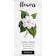 Florida Gardenia