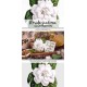Florida Gardenia
