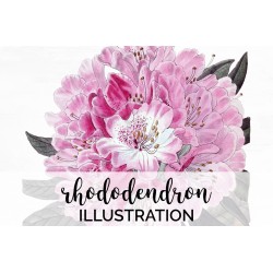 Pink Rhododendron