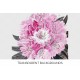 Pink Rhododendron