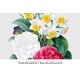 Camellia Daffodil Bouquet