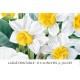 Camellia Daffodil Bouquet