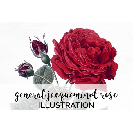 General Jacqueminot Rose