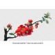 Lily of the Valley Shrub