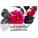 Red Camellia