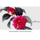 Red Camellia