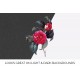Red Camellia