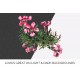 Pygmy Pink