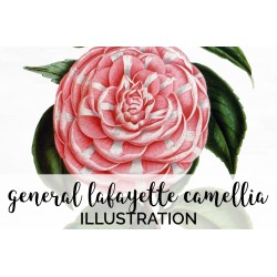 General Lafayette Camellia