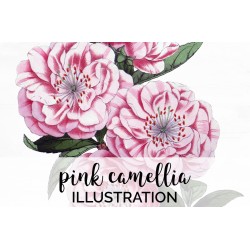 Pink Camellia