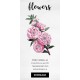 Pink Camellia