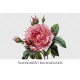 Royal Highness Provins Rose Redoute