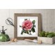 Royal Highness Provins Rose Redoute