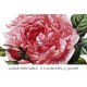 Royal Highness Provins Rose Redoute
