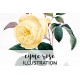 Cyme Rose