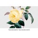 Cyme Rose