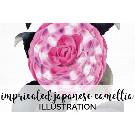 Impricated Japanese Camellia