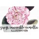 Grays Invincible Camellia