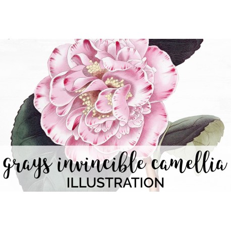 Grays Invincible Camellia