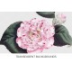 Grays Invincible Camellia