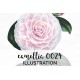 Camellia 0024