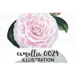 Camellia 0024