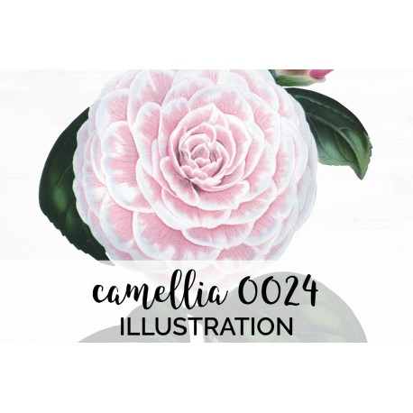 Camellia 0024