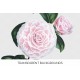 Camellia 0024