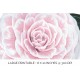 Camellia 0024