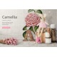 Camellia Pelagia