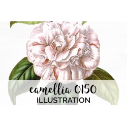 Camellia 0150