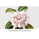 Camellia 0150