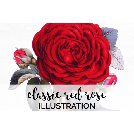 Classic Red Rose