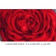 Classic Red Rose