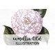 Camellia 0156