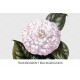 Camellia 0156