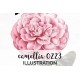 Camellia 0223