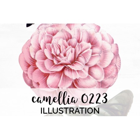 Camellia 0223