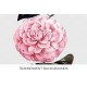 Camellia 0223