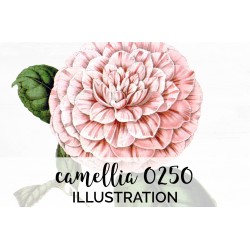 Camellia 0250