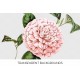 Camellia 0250