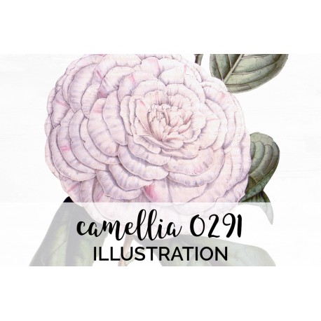 Camellia 0291