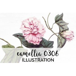 Camellia 0306