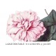 Camellia 0306