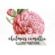 Chalmeis Camellia