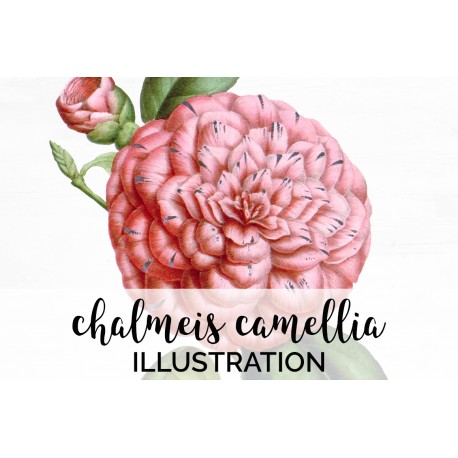 Chalmeis Camellia