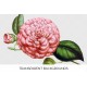 Chalmeis Camellia