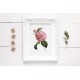 Chalmeis Camellia