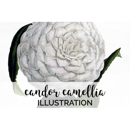 Candor Camellia