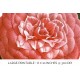 Japanese Camellia